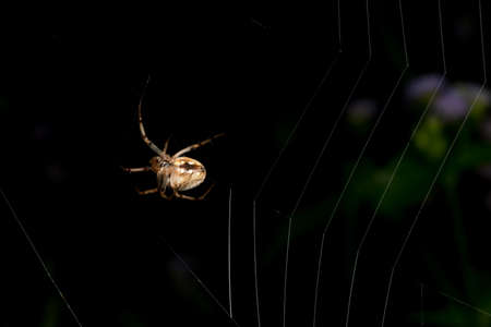 Close-up image Spider walking On grass and spider webの写真素材