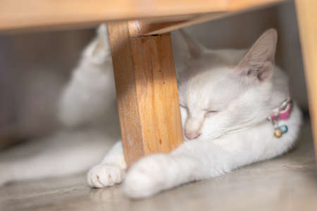 Close up picture of a white cat lying on the floor.の写真素材