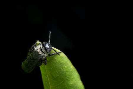 Insect close-up picture on leafの写真素材