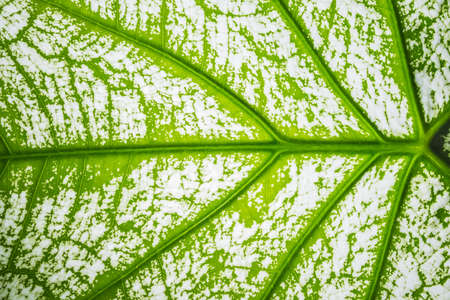 Close-ups Pattern of leaves backgroundの写真素材