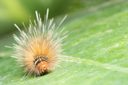 Close up photos of caterpillars