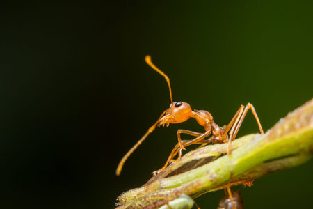 Close-up photo of red ant on leaf.