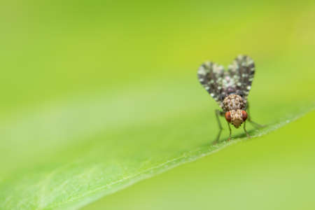 Close-up photo of a fly on a leafの写真素材