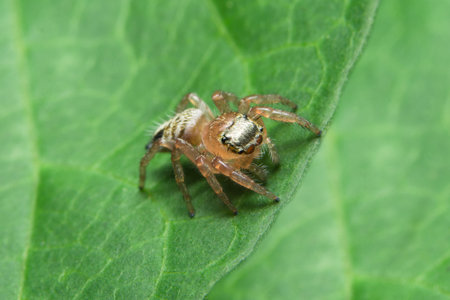 Close up photos of spider on leaf