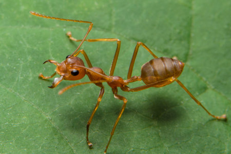 Close-up photo of ants on leaves