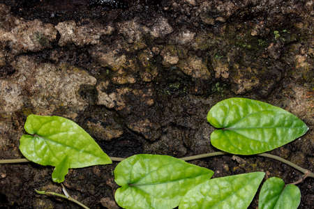 Tree Leaf Backgroundの写真素材