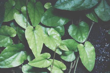 Background image leaves pale colors.の写真素材
