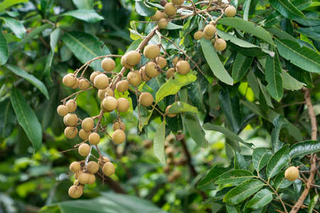 Effects of Longan on Longan Treeの写真素材