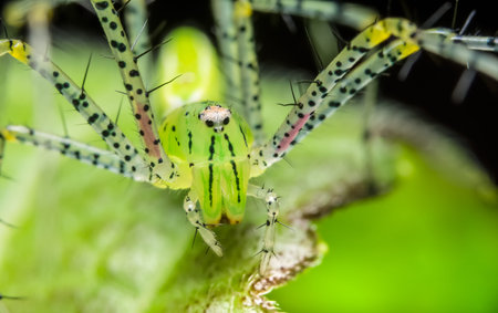 Macro spider green on the leafの写真素材
