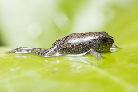 Frog close up photos