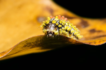 Close up photos of caterpillarsの写真素材