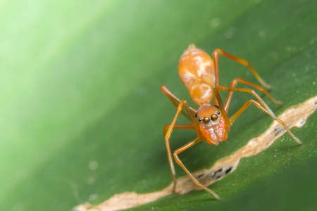 Close up photo of Myrmarachne plataleoides on leafの写真素材