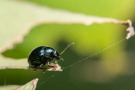 Close up photos of beetlesの写真素材