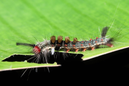 Close up photos of colorful worms