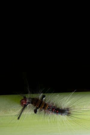 Close up photos of colorful wormsの写真素材