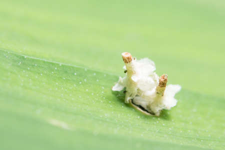 White pupaの写真素材