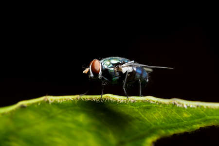 Close-up of fly on leafの写真素材