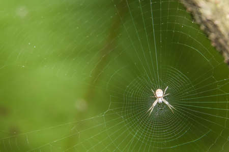 Take a close-up spiderの写真素材