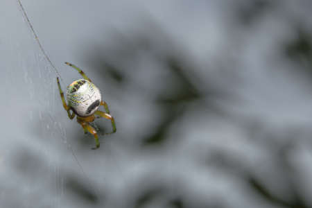 Take a close-up spiderの写真素材