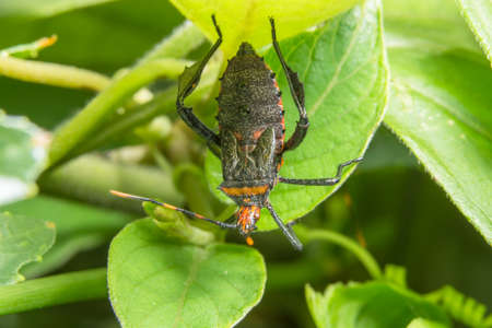 Hemiptera close-up photo on a branchの写真素材