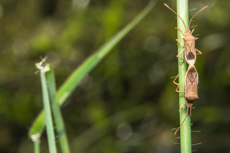 Heteroptera close-ups
