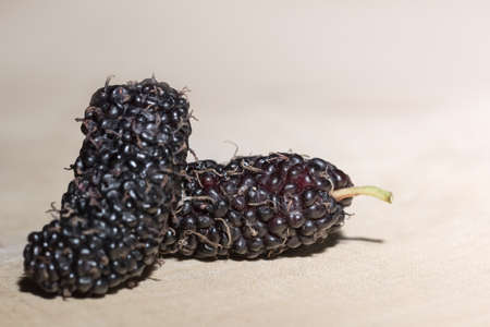 Take a closer look at the mulberry.の写真素材