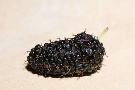 Take a closer look at the mulberry.の写真素材