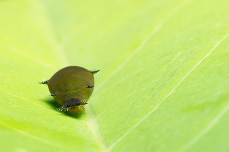 Close up photos of worms