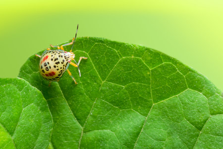 Take a close-up yellow Hemiptera