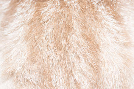 Close-up photos of furの写真素材