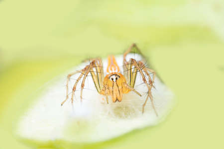 Take a close-up spiderの写真素材