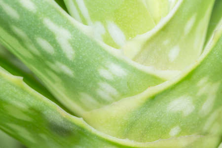 Aloe vera closeupの写真素材