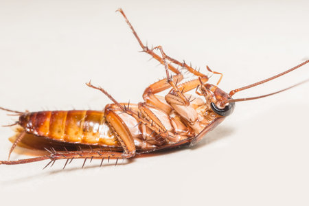 cockroach isolated