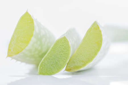 Aloe vera isolatedの写真素材