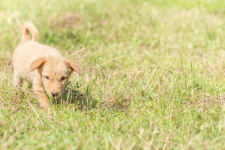 Dogs strolling On the lawnの写真素材