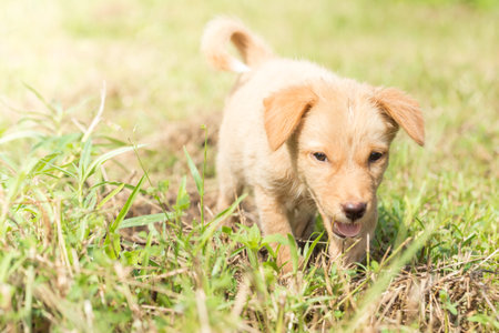 Dog strolling On the lawn