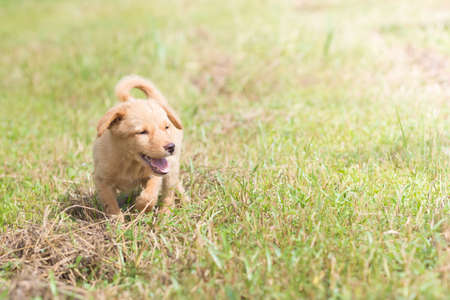 Dog strolling On the lawnの写真素材