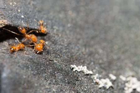 Solenopsis invicta walking on a wooden floor.の写真素材