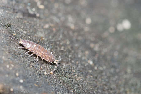 Sowbugsの写真素材