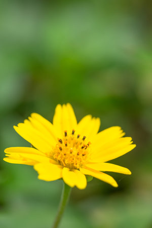 Yellow Cosmos Flower Background