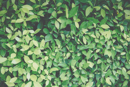 Leaf backgroundの写真素材