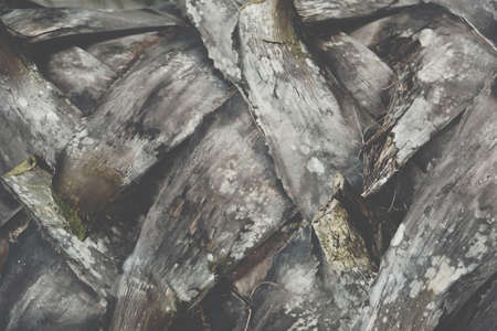 Leaf backgroundの写真素材