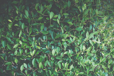 Leaf background