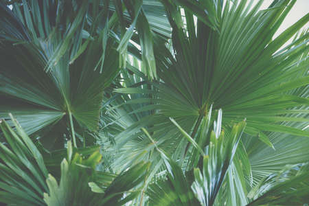 Leaf backgroundの写真素材