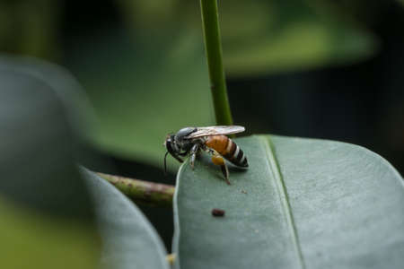 The bee is on a leafの写真素材