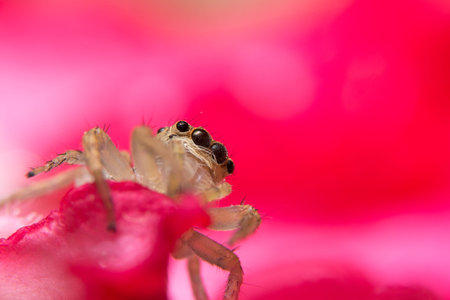 Macro spider on a branch of a leaf