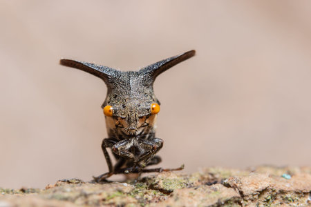 Strange treehopper macro is in the plant.