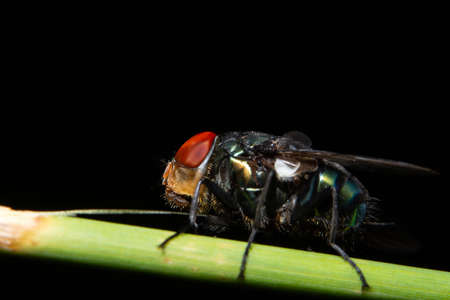 Macro flies on the plantの写真素材