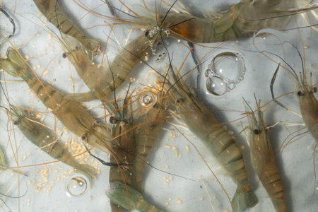 Shrimp  in the tub