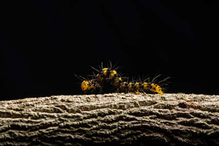 Macro worm on the plant.の写真素材